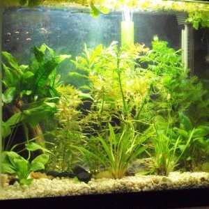 FTS of 10 gallon with Dubya and his frog buddies.  On 29 Mar 2013 they got more cabomba, pygmy chain swords, Cryptocoryne lutea, and salvinia minima.