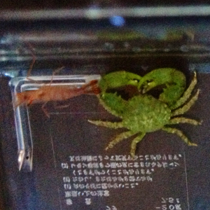 Peppermint Shrimp & Emerald Crab