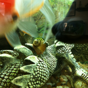 Mystery snail cruising. Of course my nosy Goldies got in the shot!