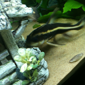 The senior citizen of the tank, my striped Raphael catfish.