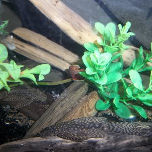 The other crowntail female dodged out of the shot at the last second, but you can sort of see her back end. Good shot of the two longfin bristlenose p