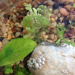 Non aquatic planted in a bowl of shallow water.