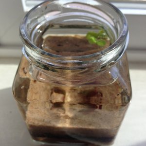 Itty bitty jar, dirted and planted.