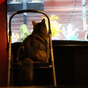 One of my cats watching "TV"