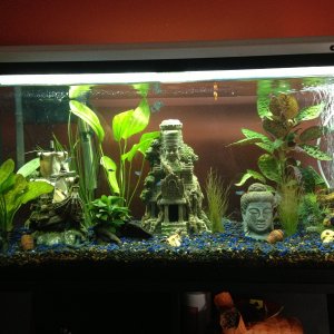 Currently what my tank looks like