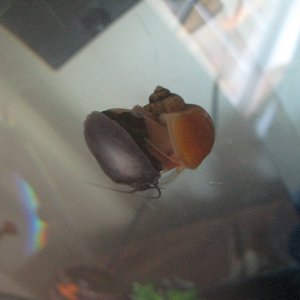 Snails playing piggy back