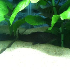 My hoplo catfish
