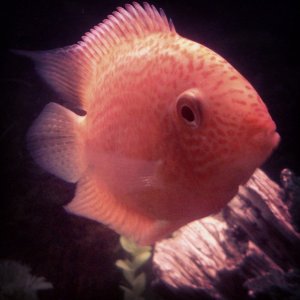 My Red Spotted Severum