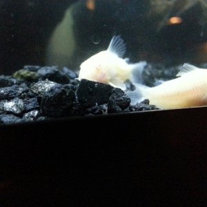 Albino Corydoras. The larger of the 2 must've been attacked at the pet store by a tank mate b/c his tail fin was like that when I got him.
