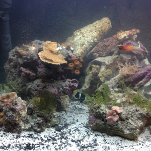 I inherited this modified 29gal Biocube from a store that was relocating and the original owners had abandoned it at the store. I bought the fish and 