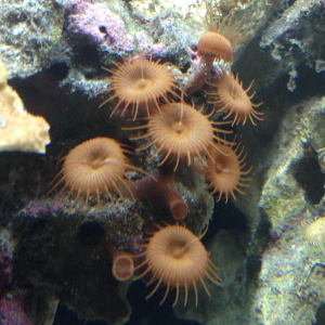 I haven't learned the many diffent names for all the button polyps I call this one lashes.