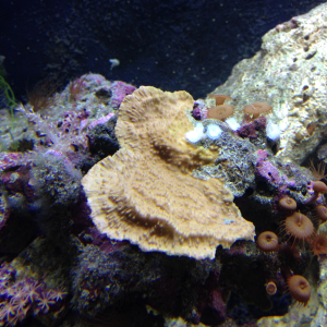 Stony plate coral