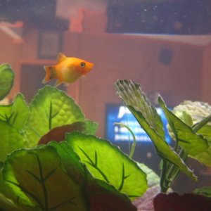 One of the Mickey Mouse Platys
