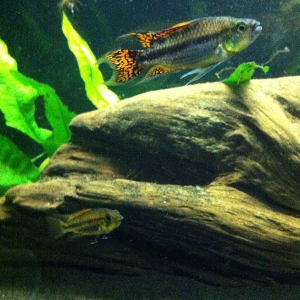 Apistogramma cacatuoides triple red male & female pair