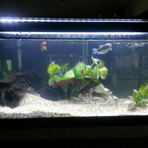 FWTank with Cichlid Sand. I need to buy and make some new decor!