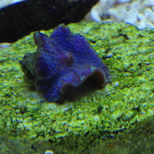 Purple Musroom