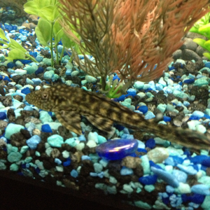 Pleco, poor guy doesn't have a name yet.