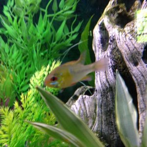 gold ram. I believe this to be a male. When he swims by his back half glimmers a real pretty light blue color. All of them are pretty fish. All of the