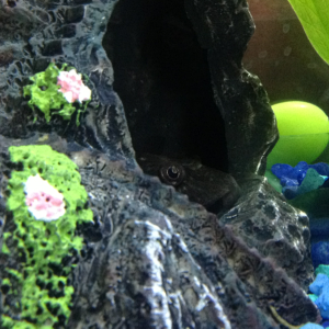 My Plecostomus "Google" sticking his head out of his castle