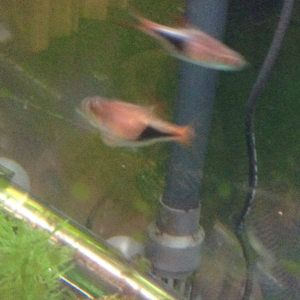 Does anyone know what the bump is on the bottom of the fish