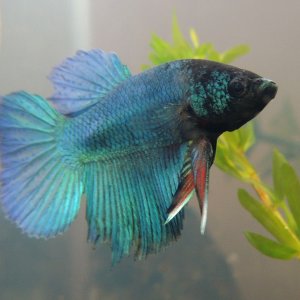 My newest addition. He seems to have a bit of fin-rot but in his new 10 gallon aquarium, I'm sure he will heal quickly!