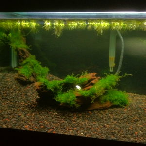 Left side with Malaysian DW and unknown moss