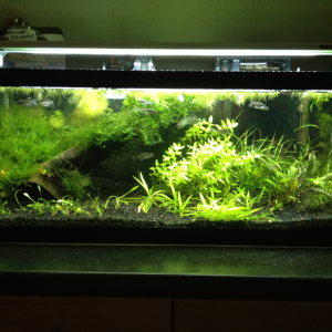 Updated pic from 5/9/13: Bacopa carolinana replaced the Cabomba in the middle of the tank; most of the Crypt wendtii from the front left corner remove