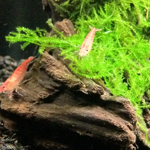 New cherries hanging out on flame moss and Malaysian DW