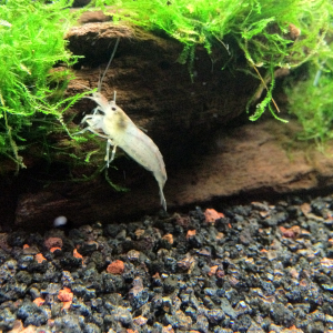 The amano looks very white but is quite active. Always looking for something to eat.