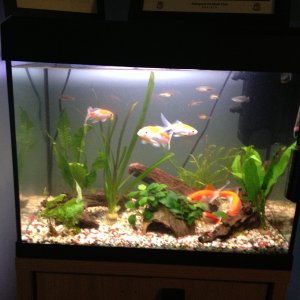 My 90L fish tank. Would like some ideas on how to improve and what people think of it