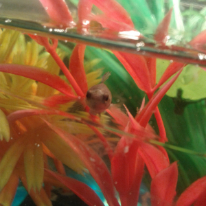 the pink plant is her favorite out of all the plants in her tank... of course its my least favorite