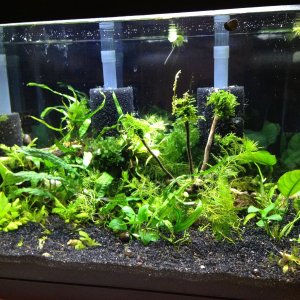 Cleaned up and rescaped as of 5/21/12