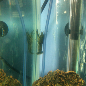 Crayfish trying to escape but always fails and falls down. Lol