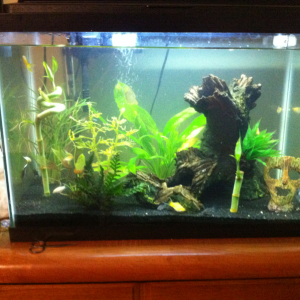 this is my favorite my 20 gallon planted i love the spiral bamboo and you cant beat the look of live plants