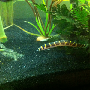 one of my banded kuhli loaches chilling in the java fern