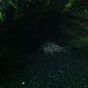 one of the julii cory cats