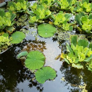 water lettuce lotus 05 25 13