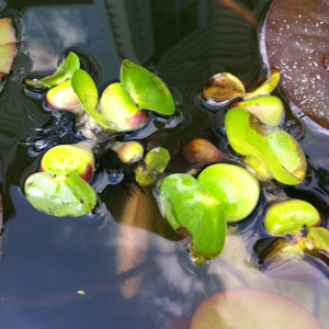 Some baby water hyacinths.