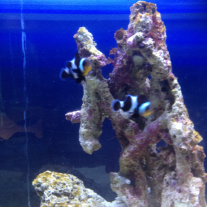 2 new clownfish, Bill & Ted