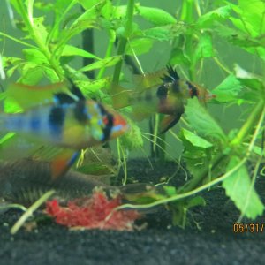 GBR male and female with emerald corys and blood worms.