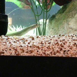 New addition: young Burmese Zebra Eel (approx 3.5 inches currently)