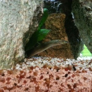 New addition: young Burmese Zebra Eel peeking out (approx 3.5 inches currently)