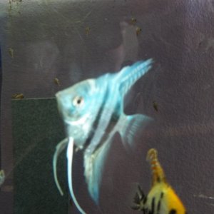 angelfish 031