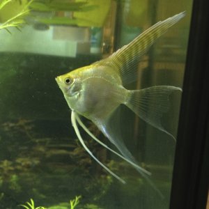 Gold Angelfish, Pterophyllum