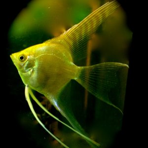 Gold Angelfish, Pterophyllum
