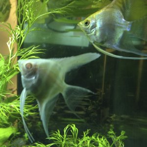 Albino and Gold Angelfish, Pterophyllum