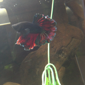 his is a OHM his fins aren't fully flared