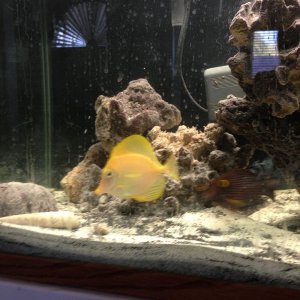 shows Yellow Tang and the new sand substrate.