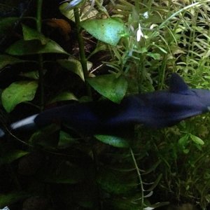 Black ghost knife fish