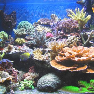 No.5-100 gallons Reef Tank